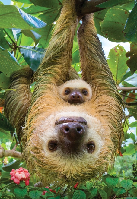 Puzzle EUROGRAPHICS Save Our Planet: Sloths XL 250 pieces