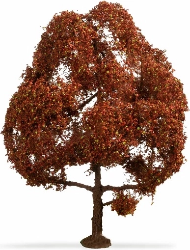 Copper Beech 15 cm