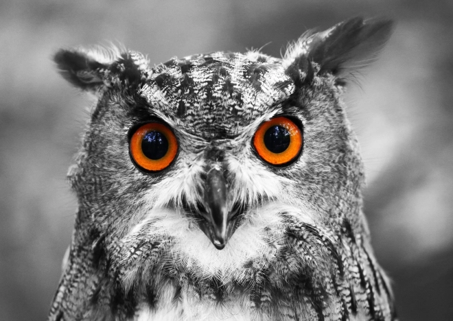 Puzzle Curious Owl 1000 Pieces ENJOY
