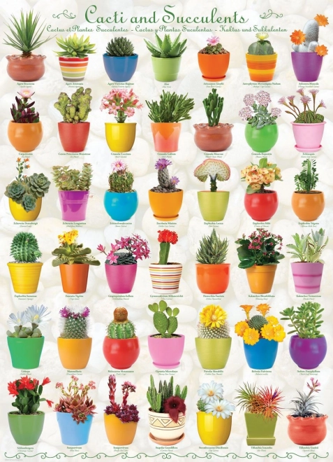 EUROGRAPHICS Cacti and Succulents Puzzle, 1000 Pieces