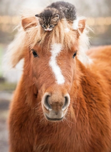 Ravensburger puzzle pony and kitten 500 pieces