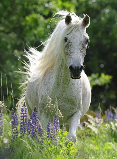 White Stallion Puzzle XXL 100 Pieces