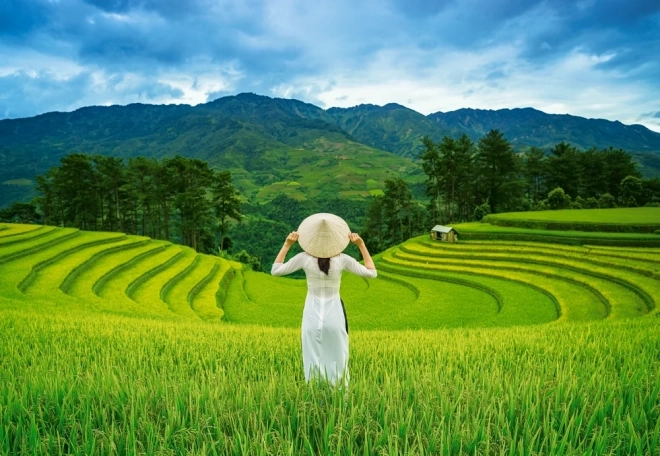 Puzzle 1000 pieces Rice Fields in VIETNAM