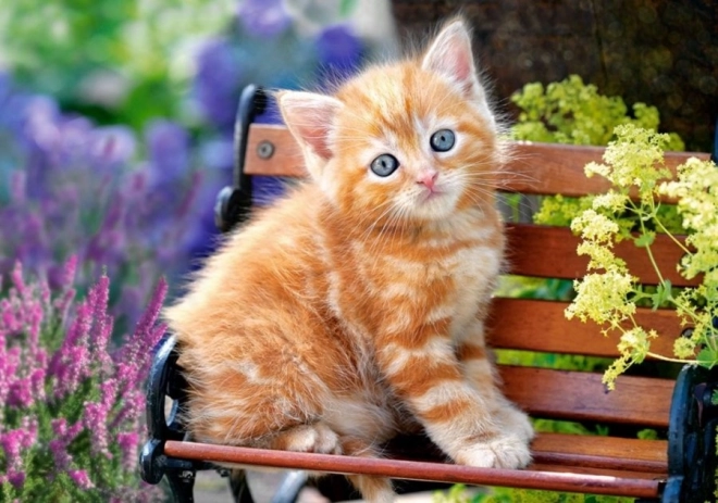 Пъзел 500 части – Ginger Kitten