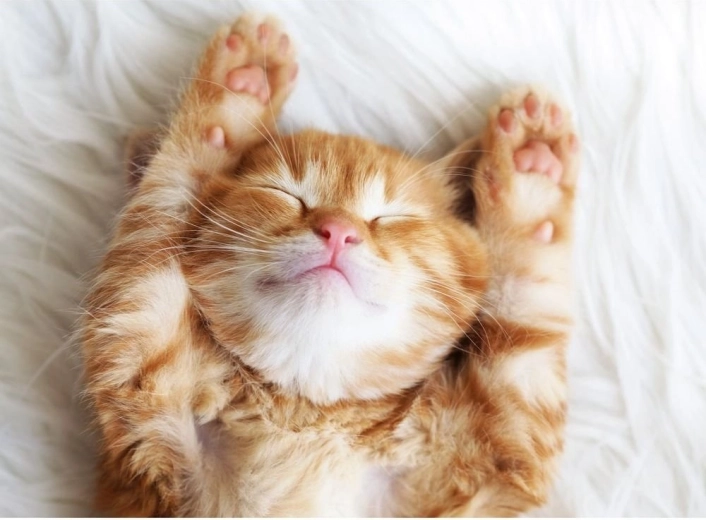 Ravensburger Puzzle Sleeping Furball 500 Pieces