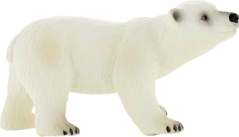 Polar bear cub