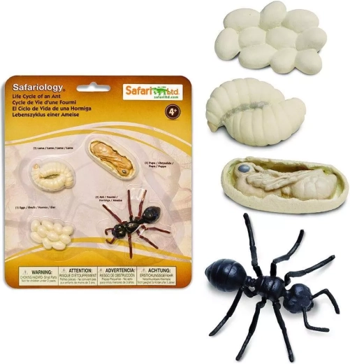 Safari Ltd. Life Cycle – Ant