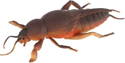 Реалистичен външен вид, който забавлява