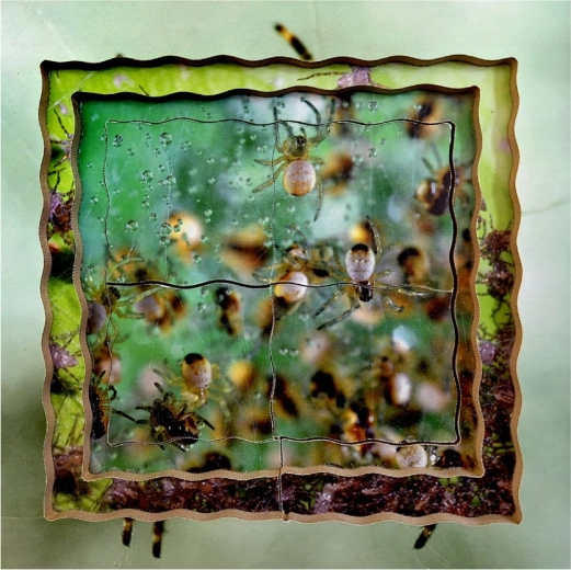 Spider colony in focus