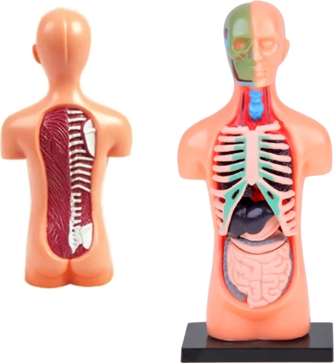 Реалистичен напречен разрез и анатомични детайли