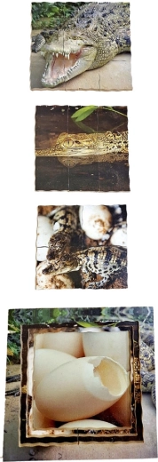 Crocodile Scenes
