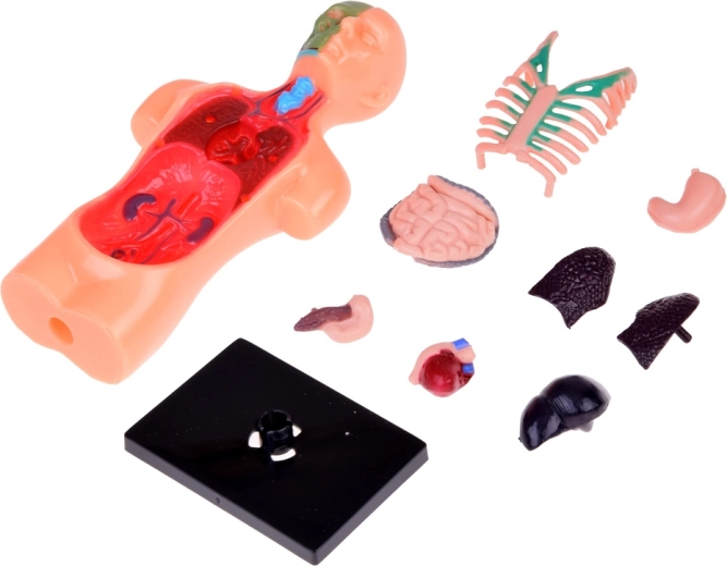 Подвижни органи за интерактивно обучение