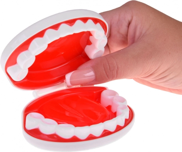 Зъболекарски кът с модел на челюст