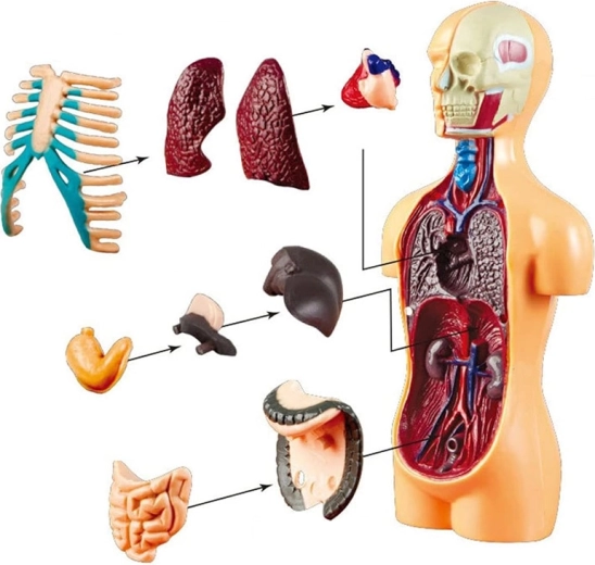 Компактен размер 15 см и стабилна стойка