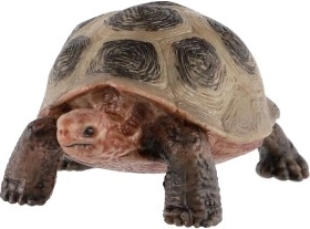 Образователна и декоративна употреба